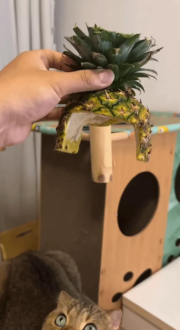 The Pineapple king. Meow~