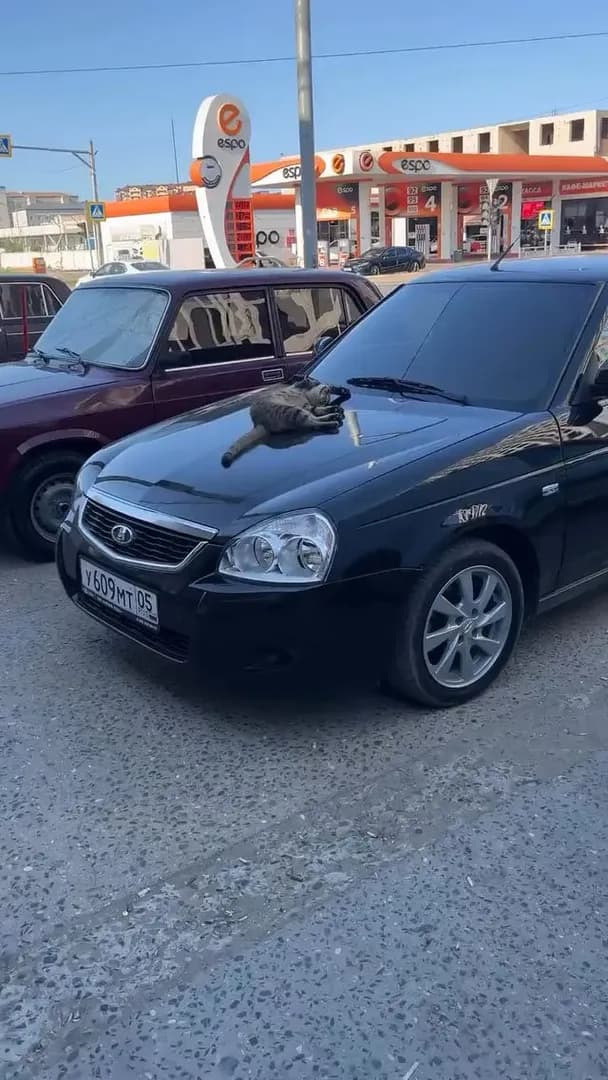 Dude just found a cat asleep on his car…