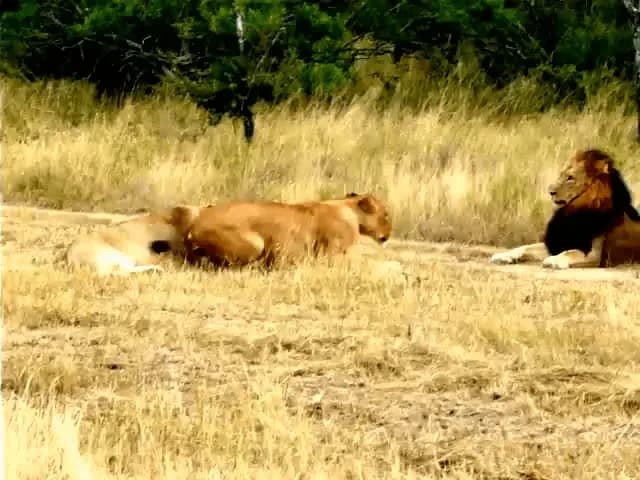 Lioness attempting to lure an uninterested male lion to mate
