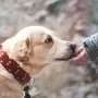 Both breeding and training influence dogs' capacity for communication, study finds