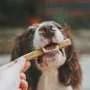 Veterinarians provide tips in case a pet dog or cat is choking
