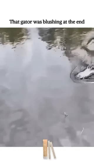 An alligator blushes as a man feeds it