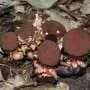 Who are the secret gardeners of a parasitic plant?