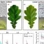 Oak leaves harbor distinct microbial worlds on their opposite surfaces