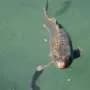 Common carp relatives blunt koi herpesvirus infections, offering clues to outbreak control