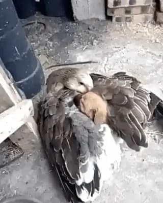 Having no safe place to call home, this abandoned stray puppy finally found the protection and love he needed, coming from the most unexpected source imaginable 💛