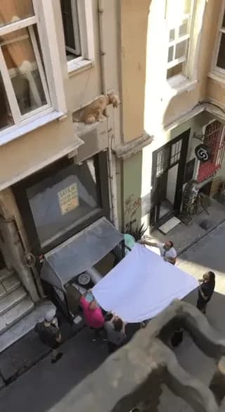 Residents join hands to save dog stuck on a high ledge of building.