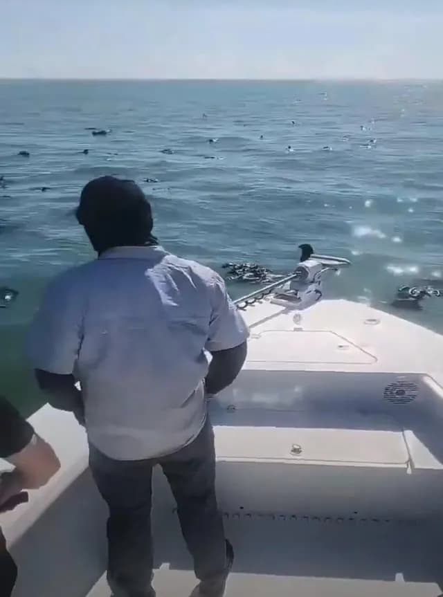 Vultures falling from the sky off the coast of Florida