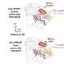 Scientists uncover a hidden mechanism that drives RNA synthesis