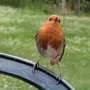 Mathematical model shows how birds create a synchronized dawn chorus