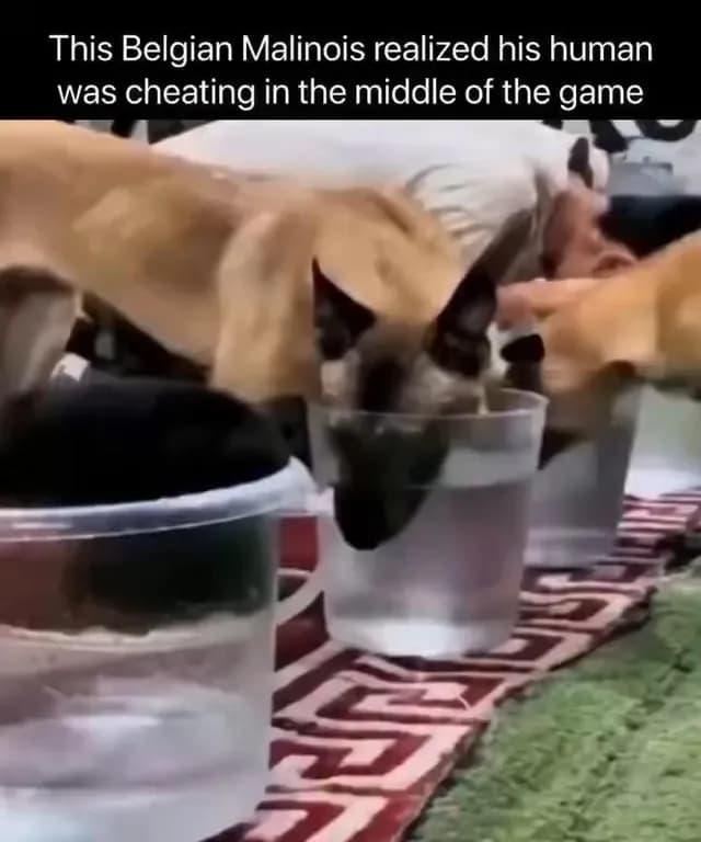 This Doggo realized his human was cheating in the middle of the game 😆