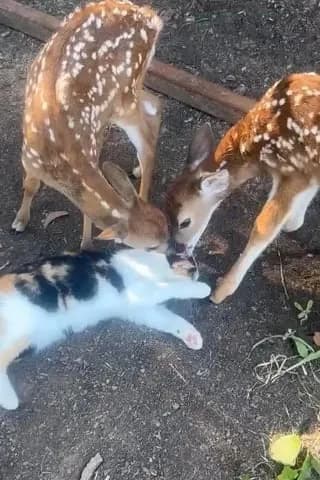 a friend in need is a friend indeed