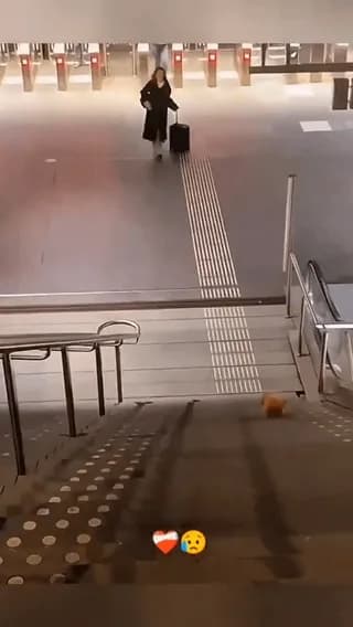 Dogs happy to see their owners
