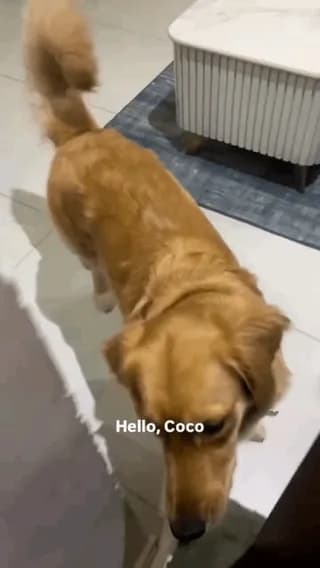 Clingy Dogs who just want to be with you.