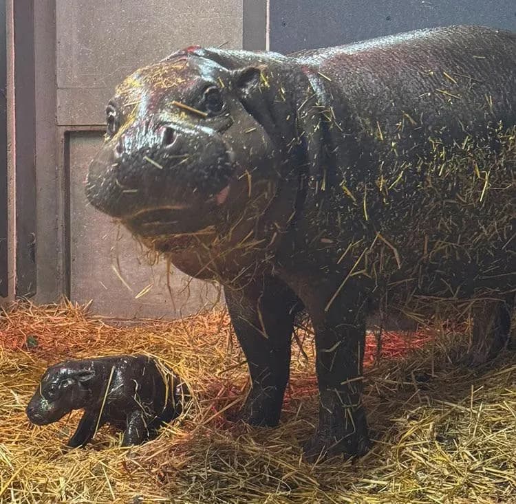 Endangered Pygmy Hippo Calf Born At Your Toronto Zoo!