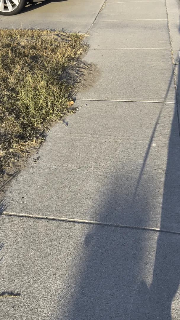 My favorite part about our walks