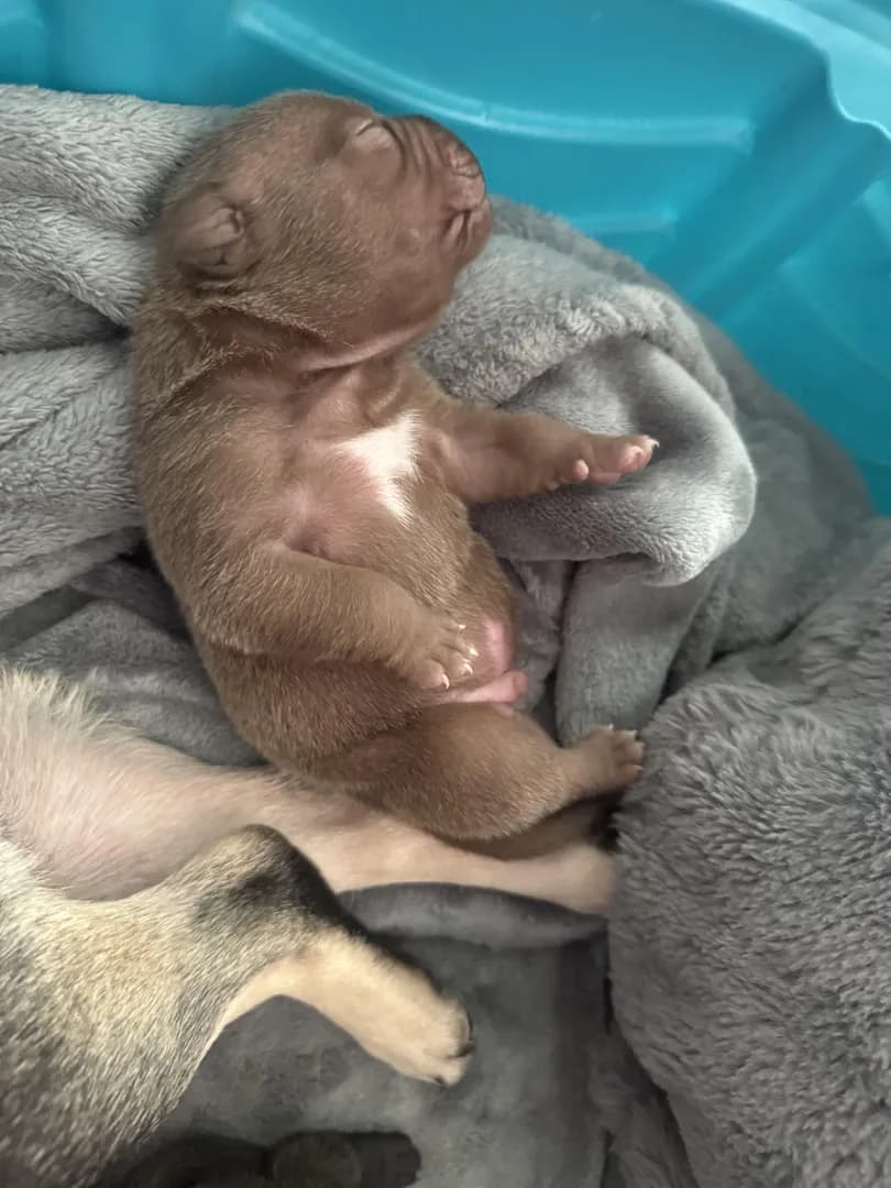 This mornings milk coma