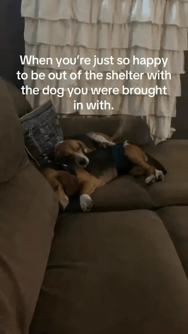 Happy brothers in a new happy home