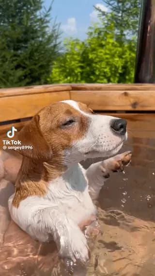 Dog paddle