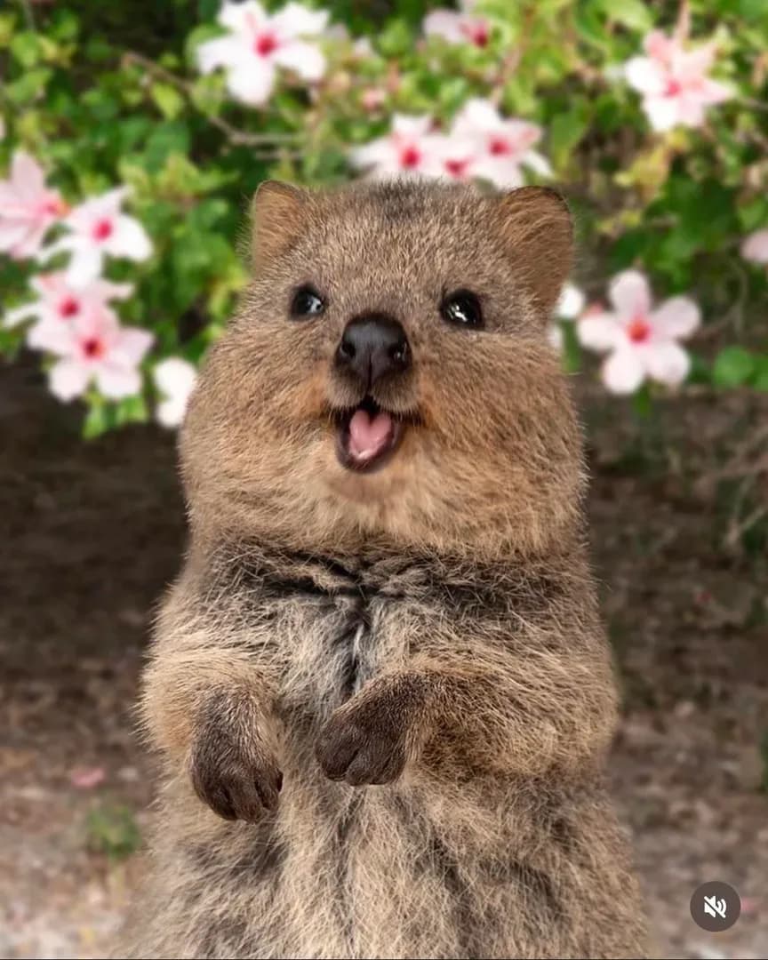Meet the Quokka, jokingly known as the happiest animal on Earth