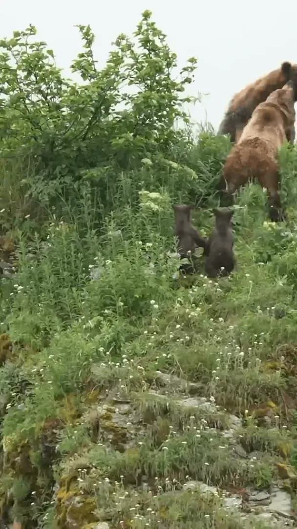 Mother Bear Battles Male Bear twice her size To Defend Cubs.