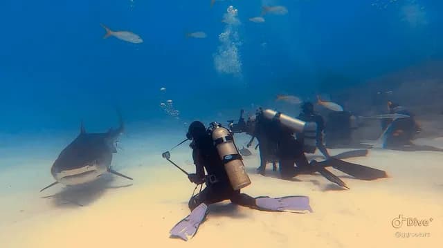 this is a perfect example of not listening to the pre-dive briefing, The basic rule is always keep eye contact with the largest approaching shark and if it turns you need to turn with it keeping eye c