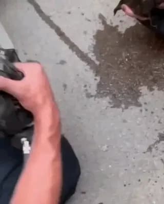 Firefighter uses an oxygen mask to revive a smoke-inhaled dog