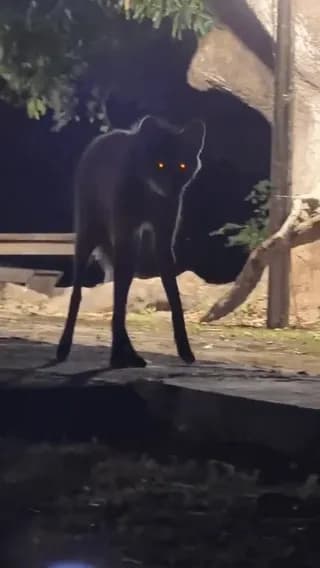 A Rare Black Manned Wolf