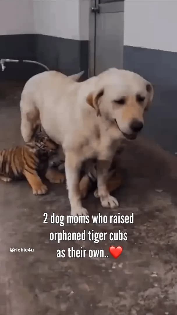 Dog Adopts Tiger Cubs After They Lost Their Parents