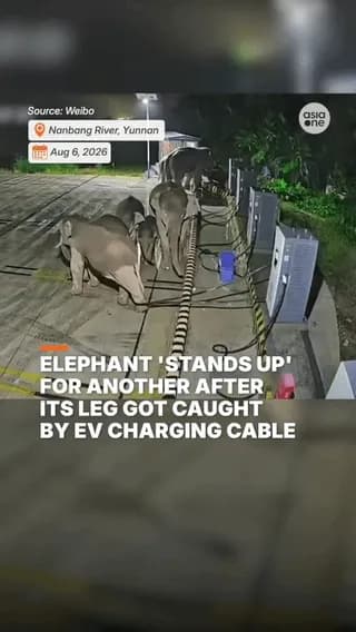 Elephant stands up for its buddy
