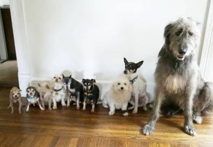 Man devotes his life to adopting old dogs who can't find forever homes