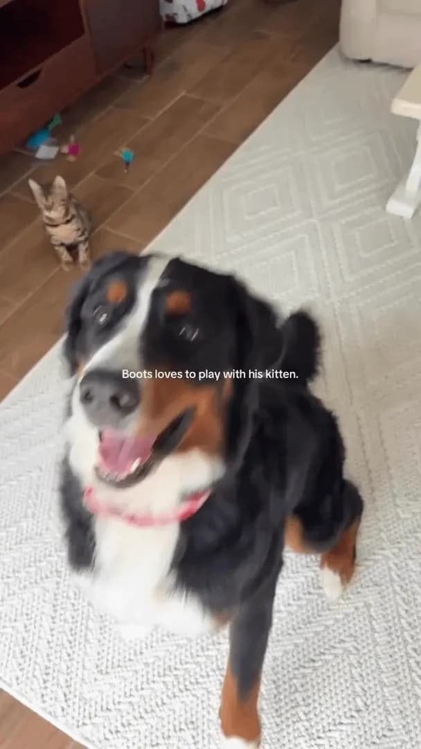Dog learns to play with his kitten.