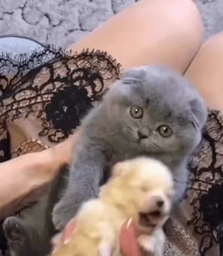 A Kitten Holding A Puppy