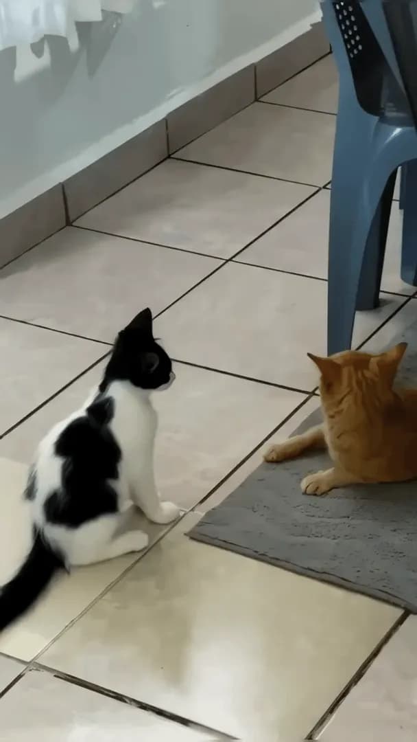 Cats pretending nothing happened