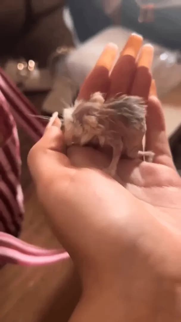 Most hamsters live 2–3 years. This little guy made it to 5.