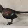 New evidence helps solve how earliest birds took flight