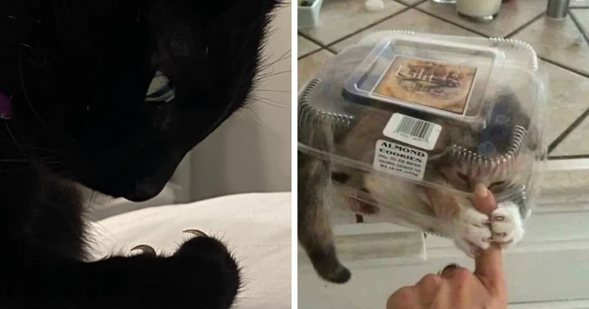 Cats Have Spoken: 48 Photos Showing Who Really Runs The Household
