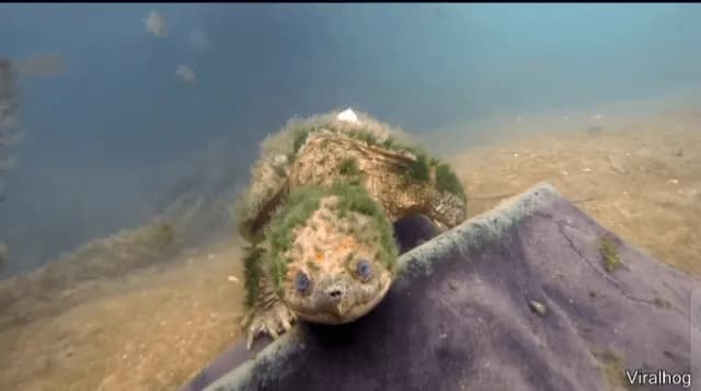 A diver found a turtle that looks like it knows all the secrets of the universe