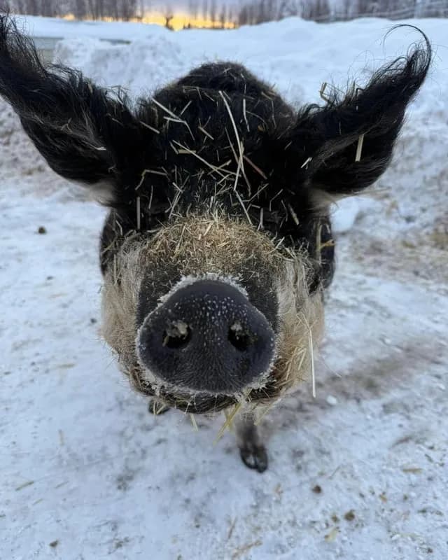 TIL pigs do not like to be picked up, and do not really like to be petted either.