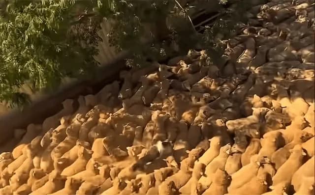 Border collie clears traffic jam