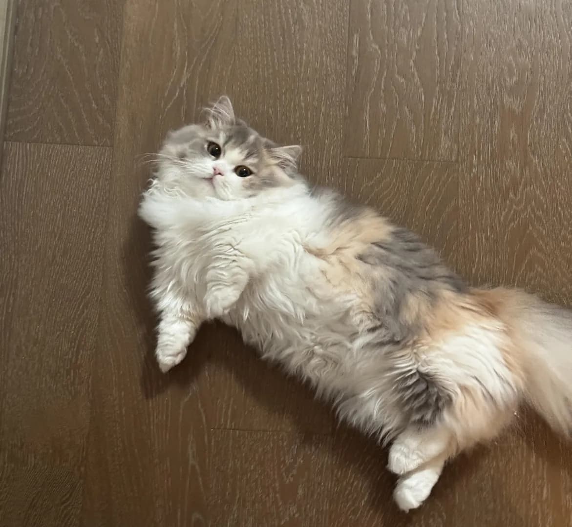 She always flops down in front of my feet