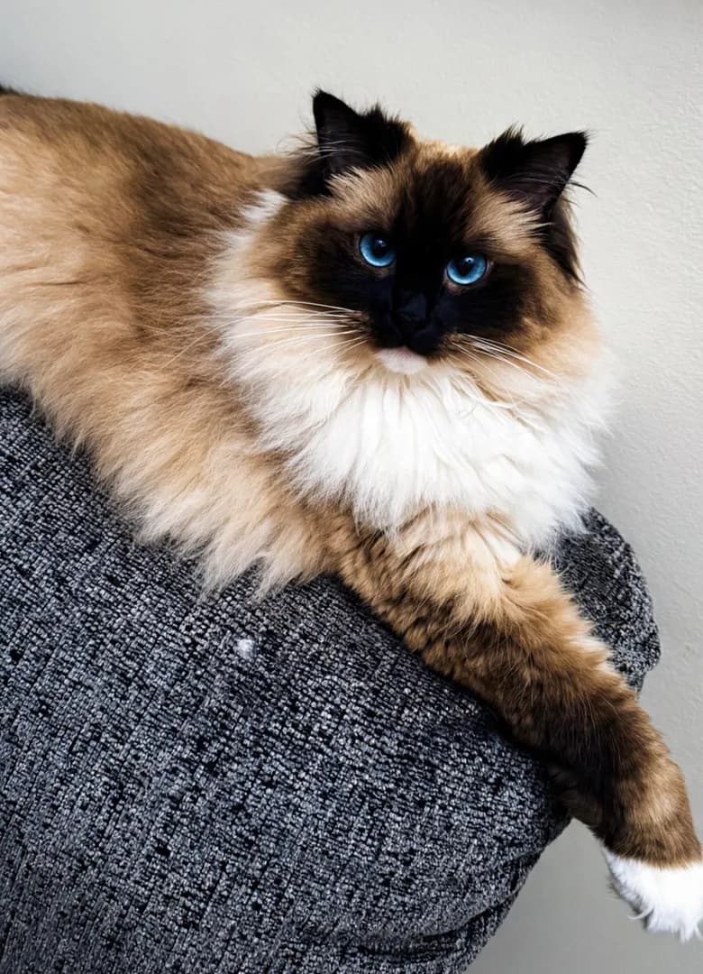 Maybe a *BIT* biased but she’s the most beautiful cat in the world 😭