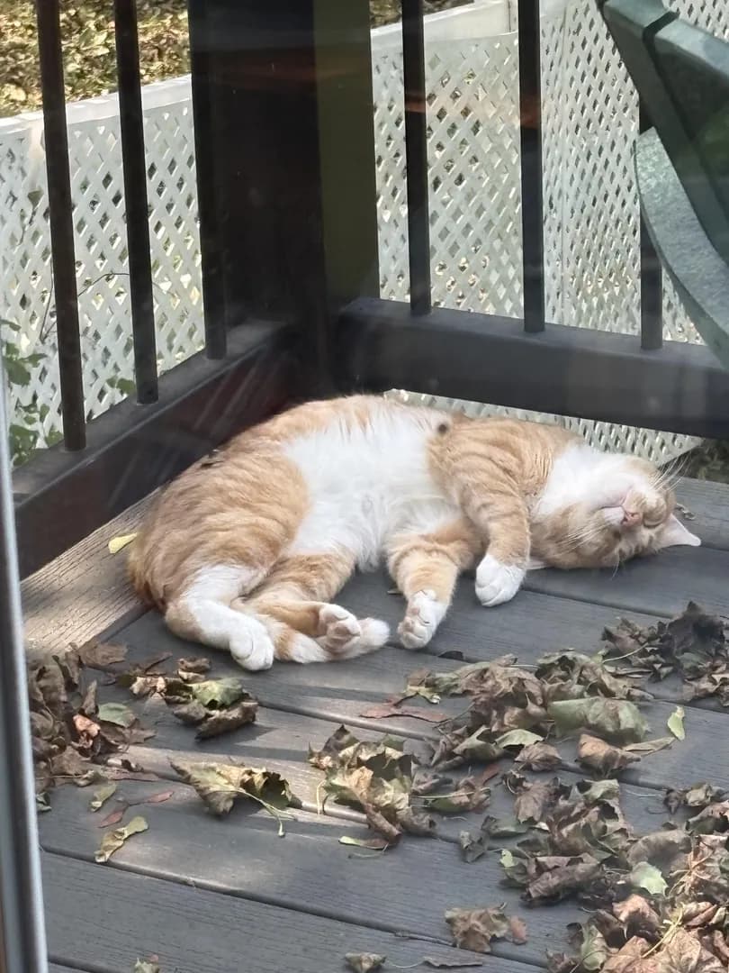 My deck, not my cat
