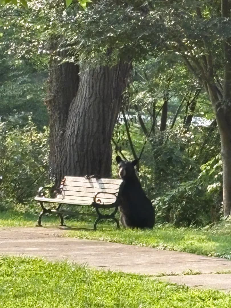 “A Bench of One’s Own” - photographic short story, courtesy of my father (we live in a bear town)