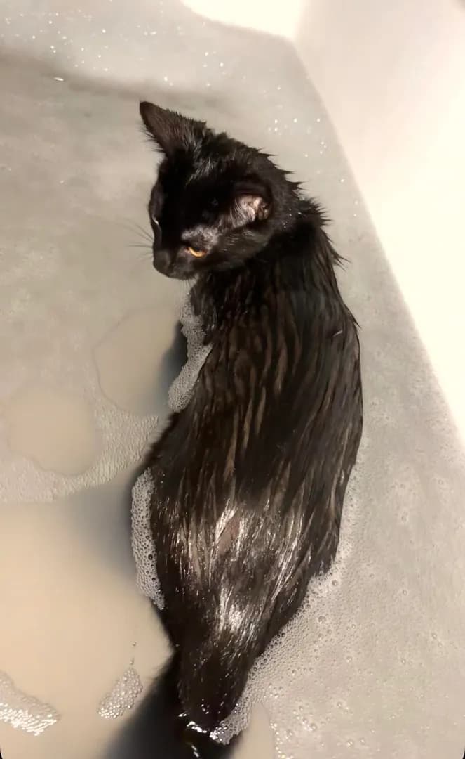 my kitty likes to take baths multiple times a week
