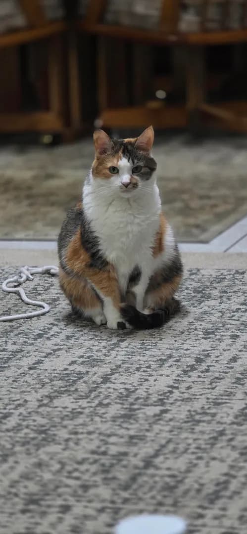 Was expecting to put my (ex)feral cat on a diet, but her vet said its just her pooch shifting around when she sits. 🤷‍♂️