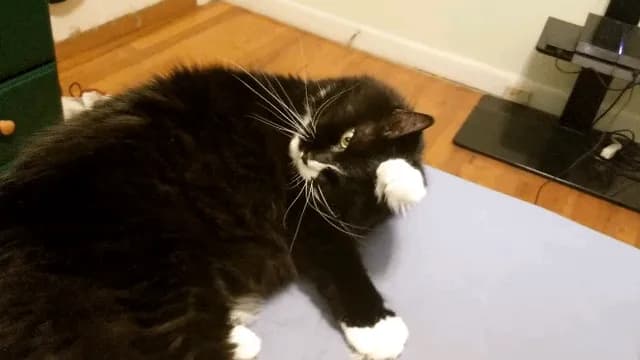 My 17 year old cat. Her name is Squishy.