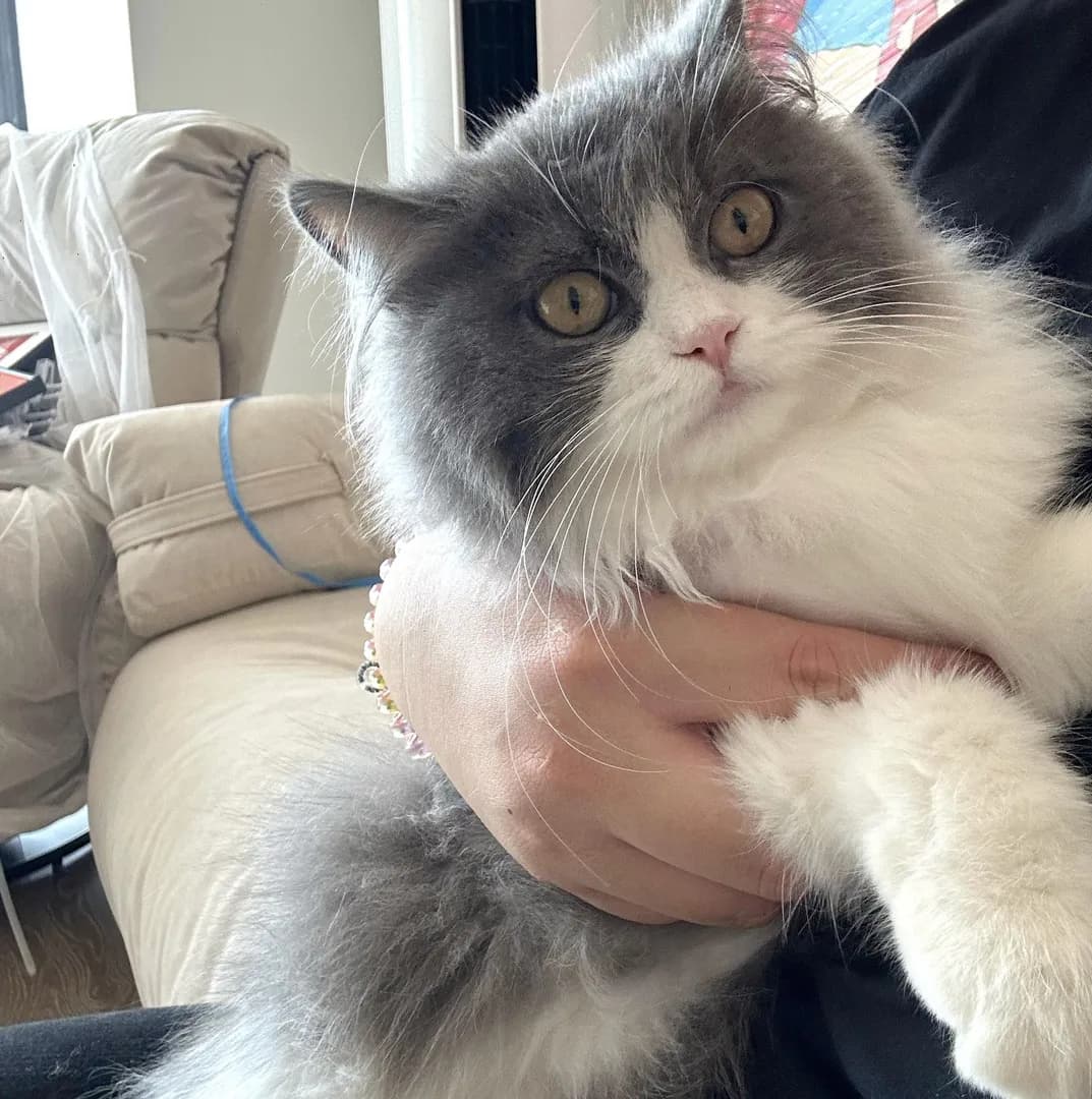 My cat has mastered the art of looking adorable