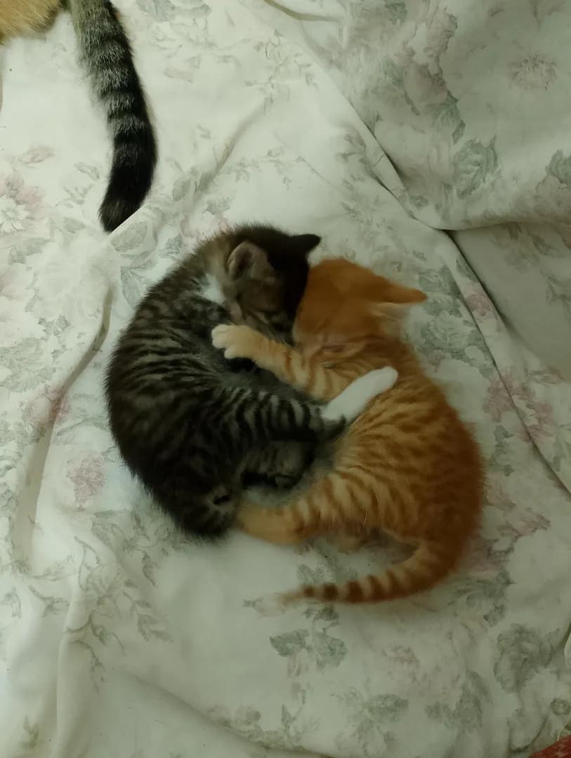 was trying to catch a good photo of them play fighting. ended up getting a hugging photo instead