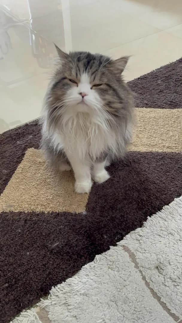 When he needs some treat !! 🥰🥰